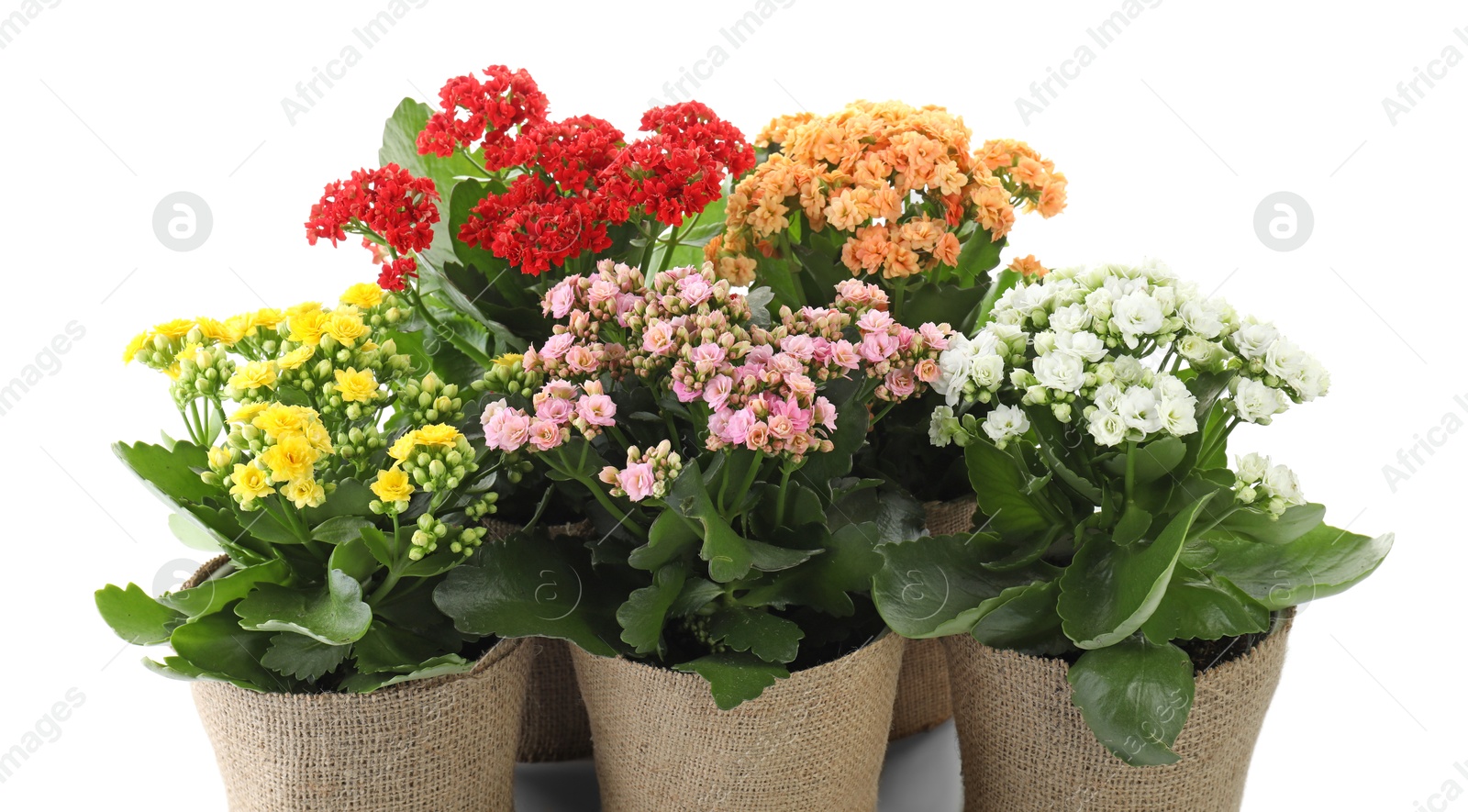 Photo of Beautiful kalanchoe flowers in pots isolated on white