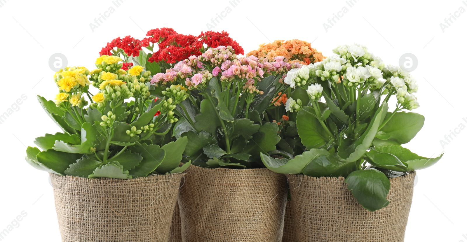 Photo of Beautiful kalanchoe flowers in pots isolated on white