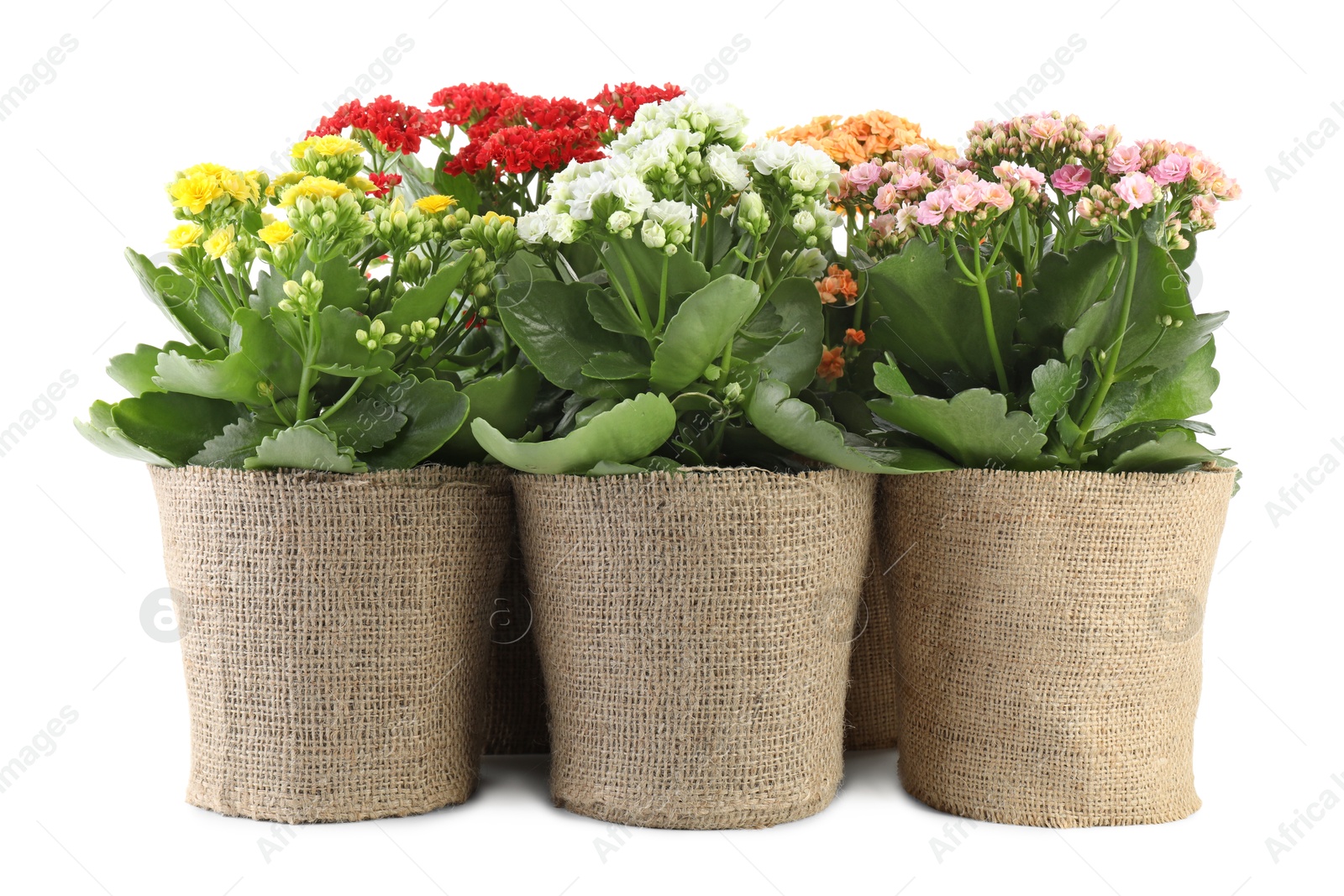 Photo of Beautiful kalanchoe flowers in pots isolated on white