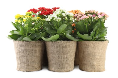 Beautiful kalanchoe flowers in pots isolated on white