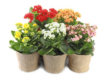 Photo of Beautiful kalanchoe flowers in pots isolated on white