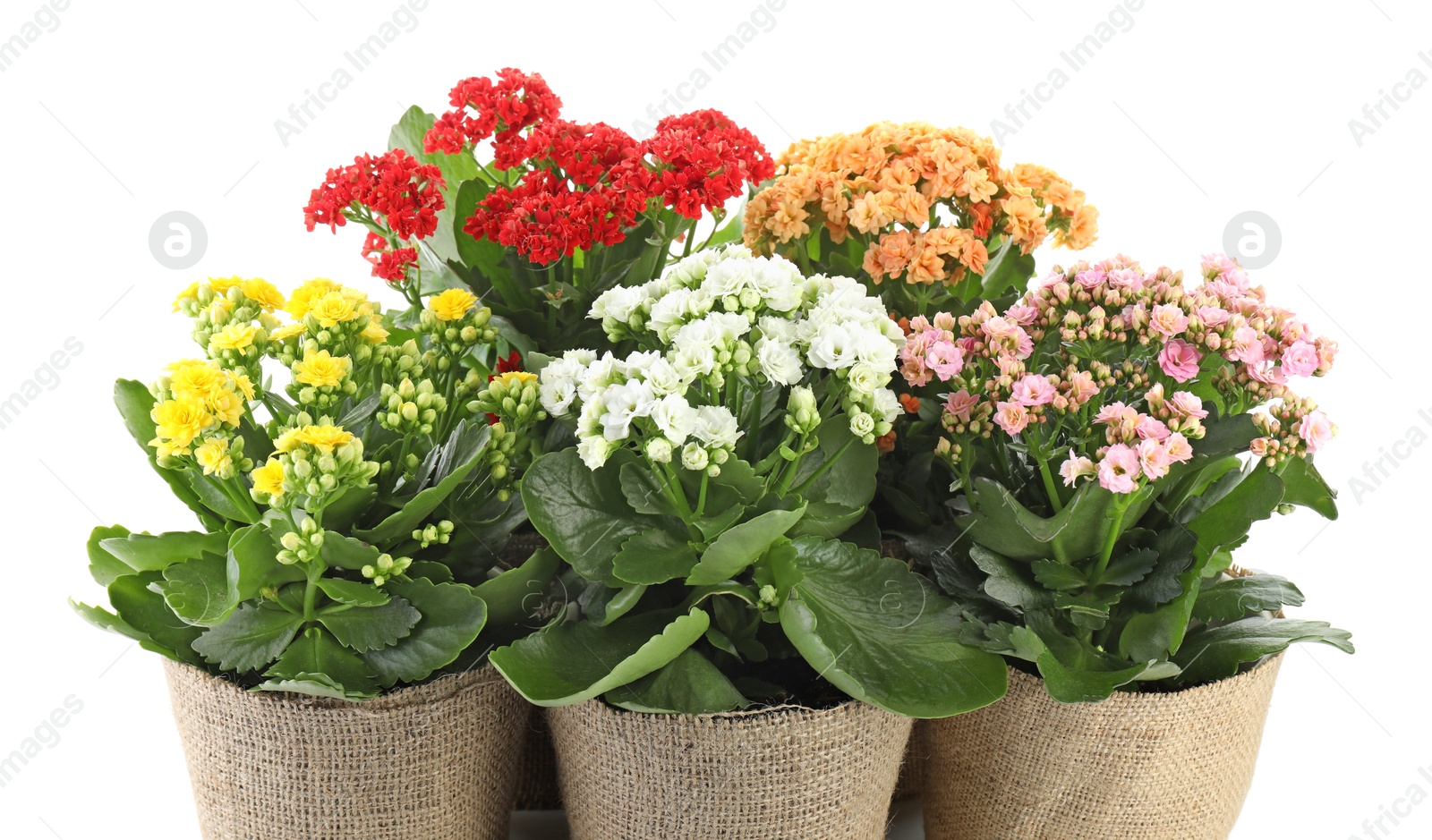 Photo of Beautiful kalanchoe flowers in pots isolated on white