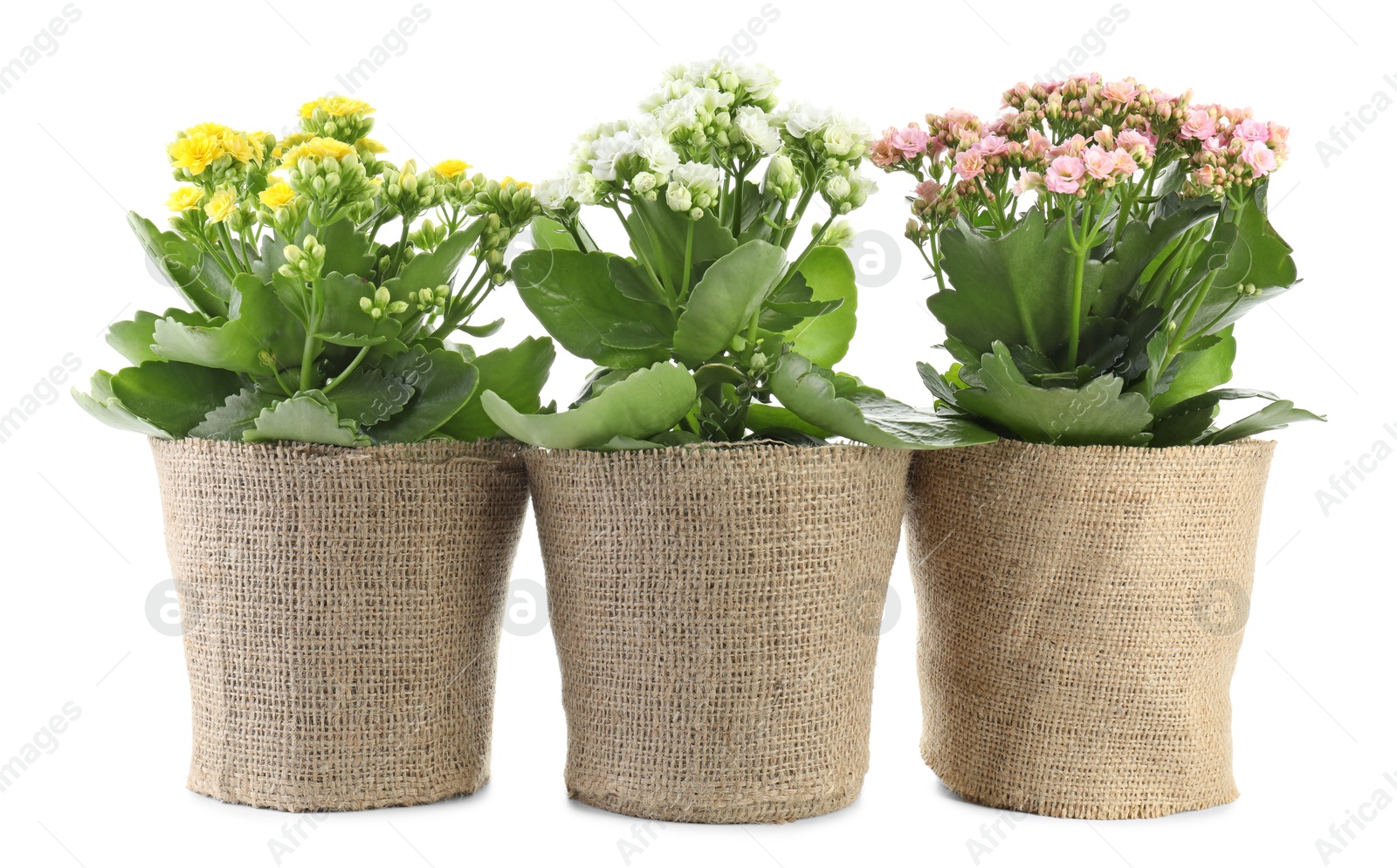 Photo of Beautiful kalanchoe flowers in pots isolated on white