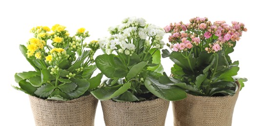 Beautiful kalanchoe flowers in pots isolated on white