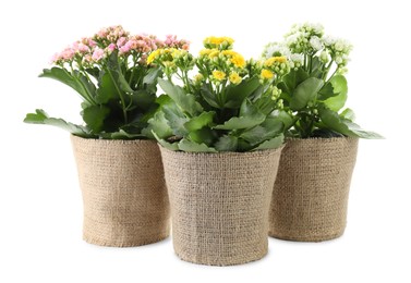 Beautiful kalanchoe flowers in pots isolated on white