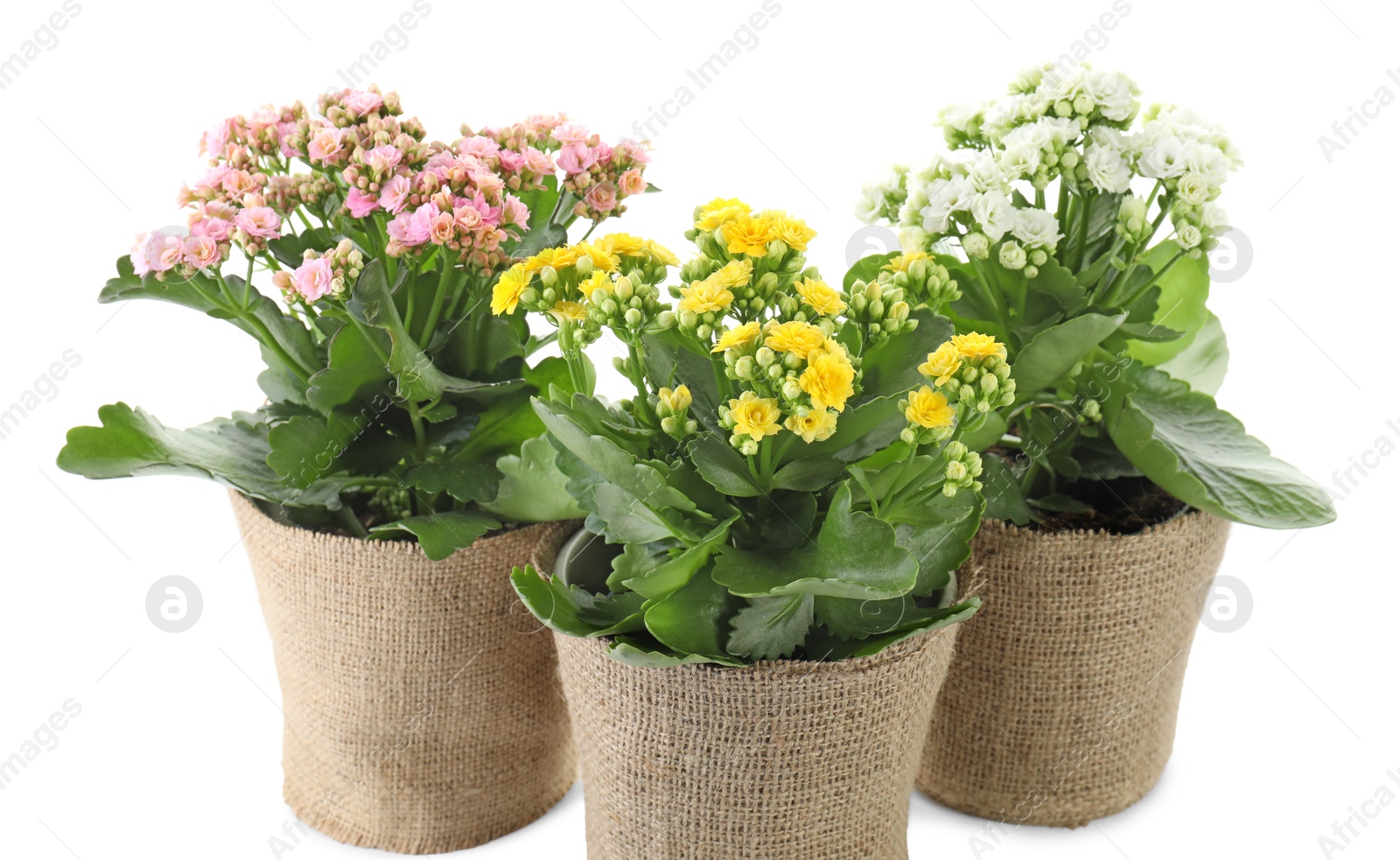 Photo of Beautiful kalanchoe flowers in pots isolated on white