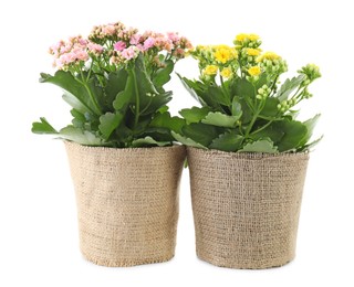 Beautiful kalanchoe flowers in pots isolated on white