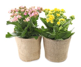 Beautiful kalanchoe flowers in pots isolated on white