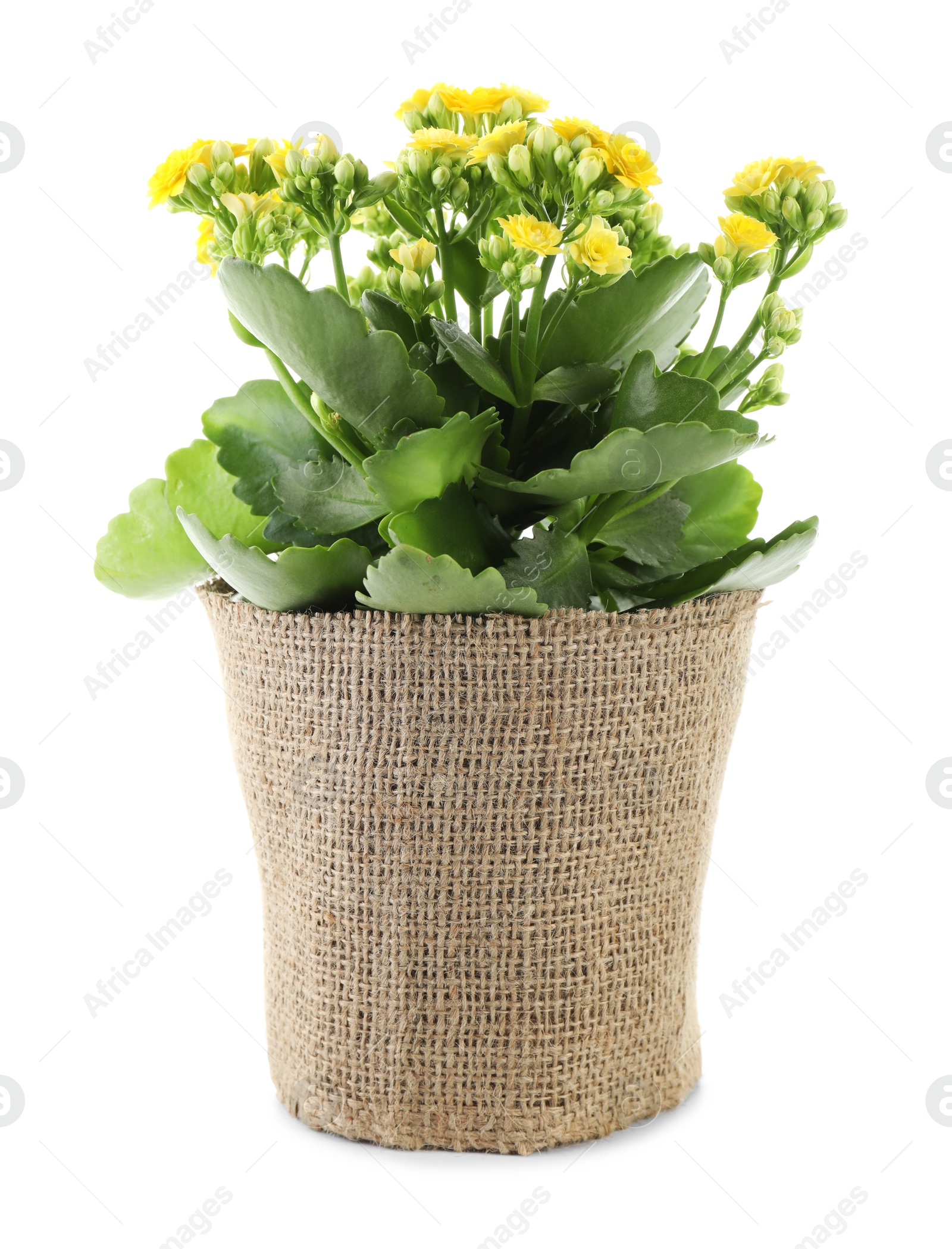 Photo of Beautiful yellow kalanchoe flower in pot isolated on white