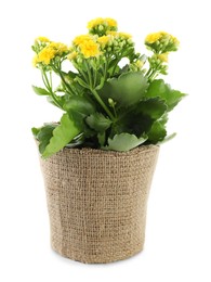 Photo of Beautiful yellow kalanchoe flower in pot isolated on white