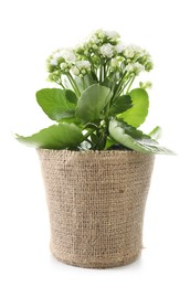 Photo of Beautiful kalanchoe flower in pot isolated on white