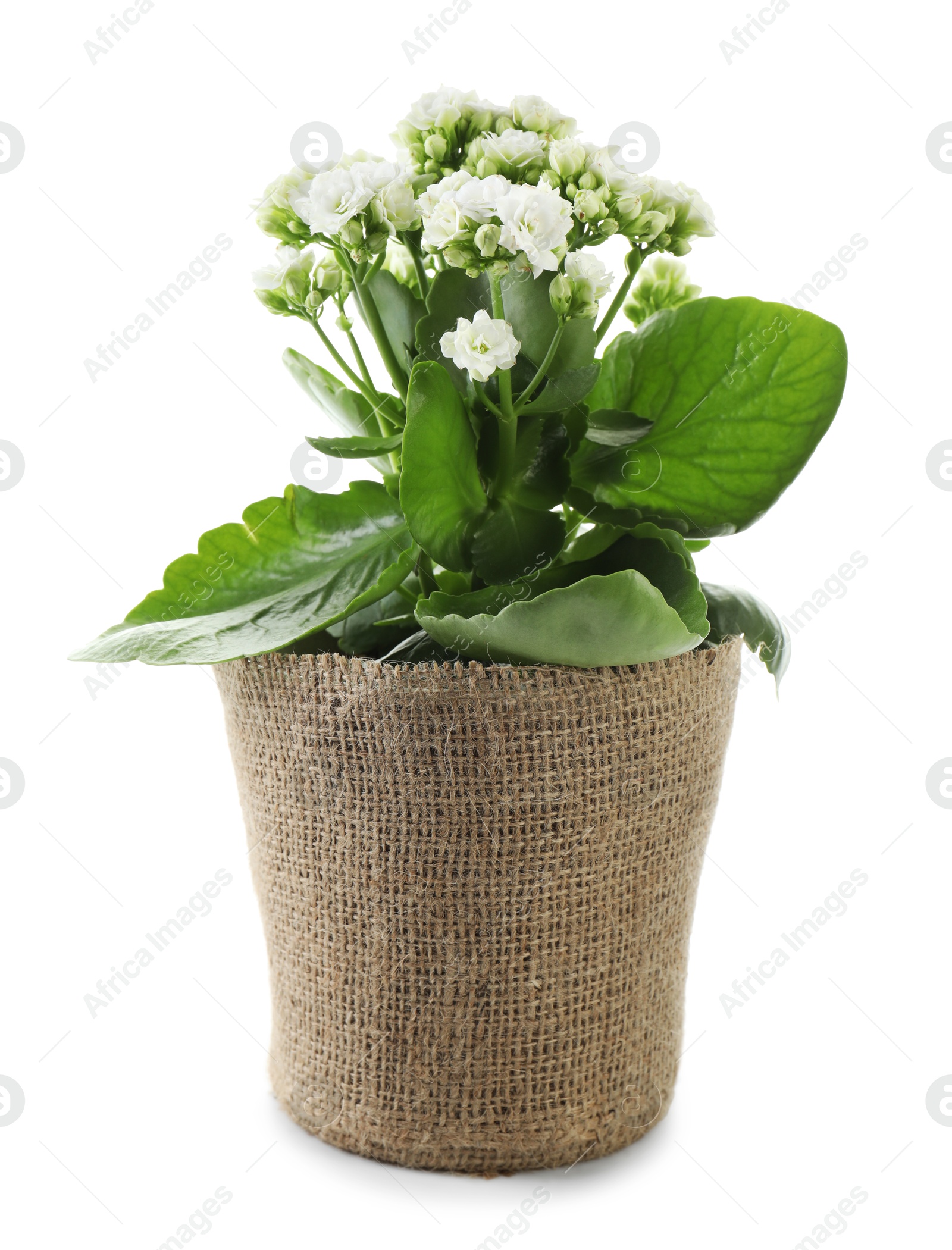 Photo of Beautiful kalanchoe flower in pot isolated on white