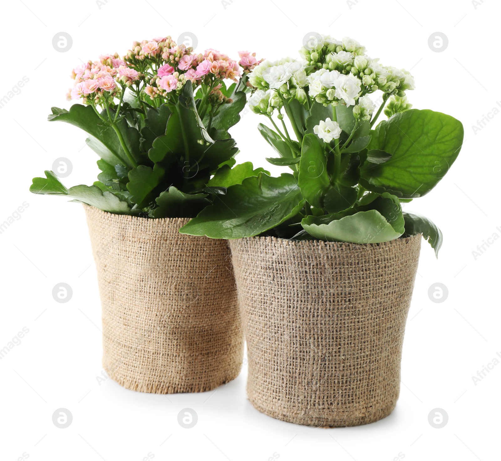 Photo of Beautiful kalanchoe flowers in pots isolated on white