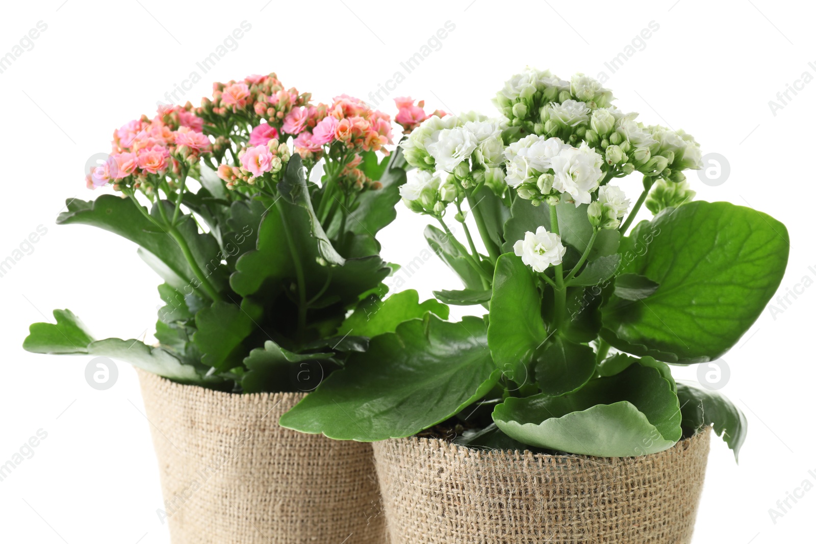 Photo of Beautiful kalanchoe flowers in pots isolated on white