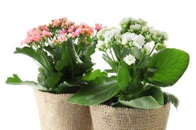 Photo of Beautiful kalanchoe flowers in pots isolated on white