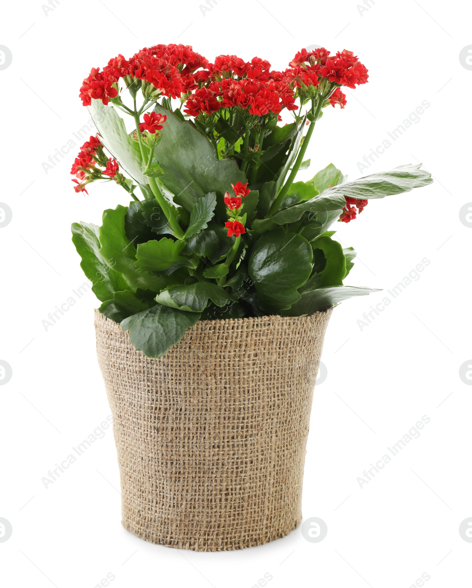 Photo of Beautiful red kalanchoe flower in pot isolated on white