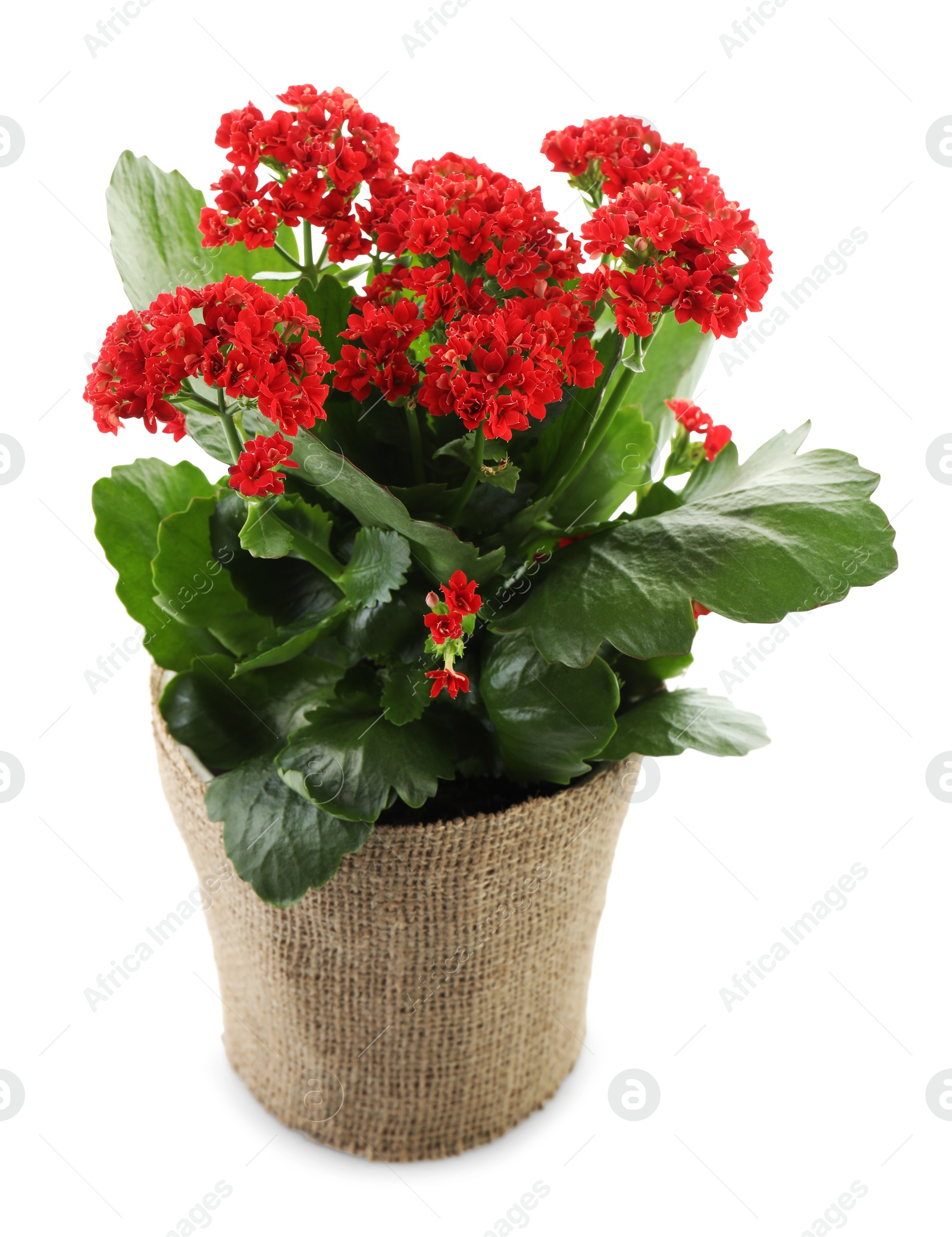 Photo of Beautiful red kalanchoe flower in pot isolated on white