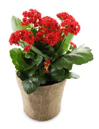 Photo of Beautiful red kalanchoe flower in pot isolated on white