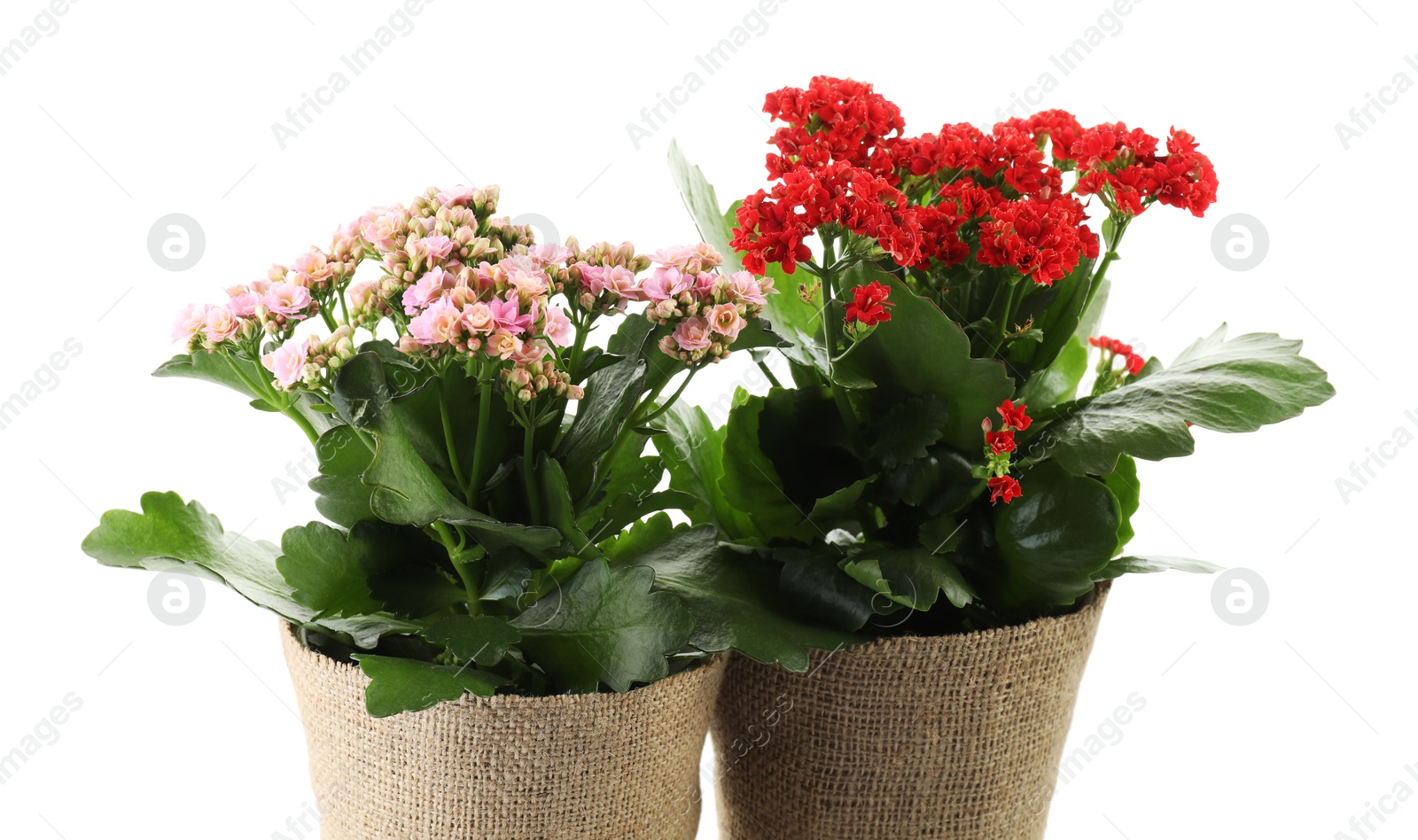 Photo of Beautiful kalanchoe flowers in pots isolated on white