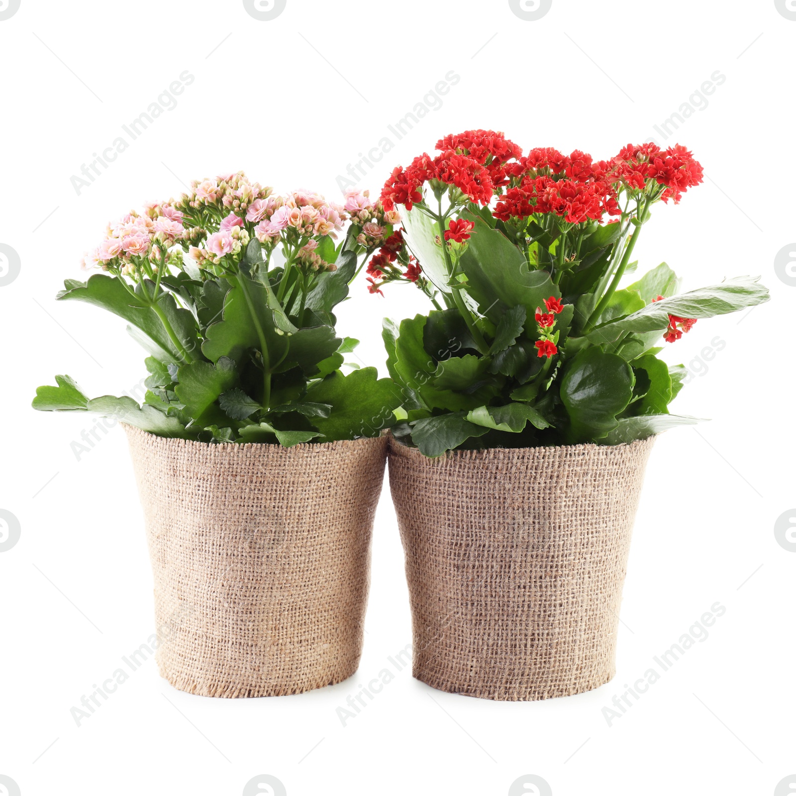 Photo of Beautiful kalanchoe flowers in pots isolated on white