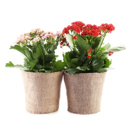 Photo of Beautiful kalanchoe flowers in pots isolated on white