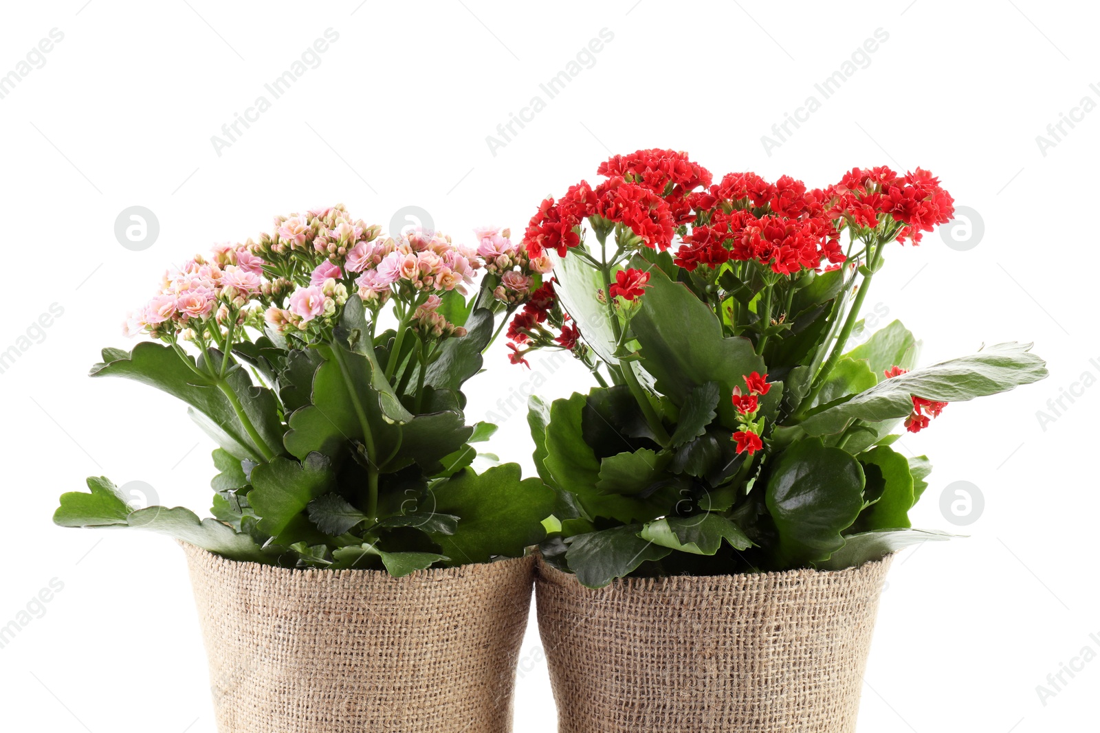 Photo of Beautiful kalanchoe flowers in pots isolated on white