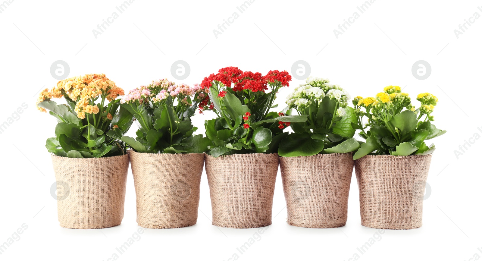 Photo of Beautiful kalanchoe flowers in pots isolated on white