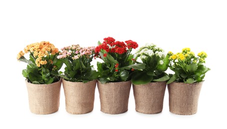 Photo of Beautiful kalanchoe flowers in pots isolated on white