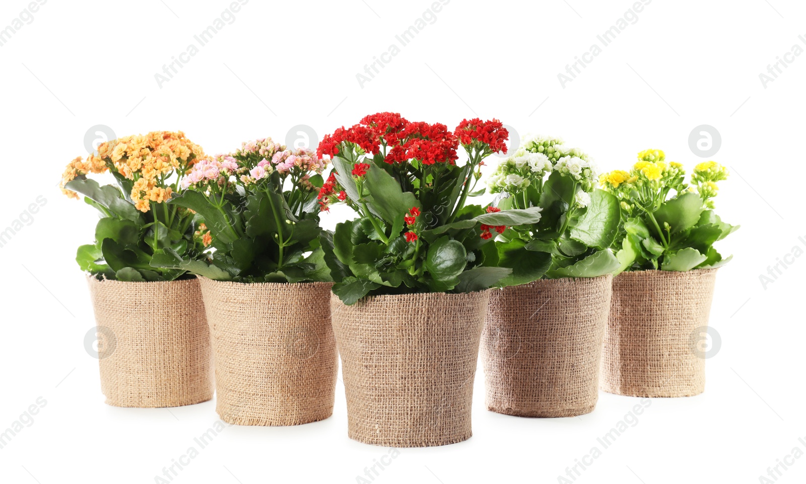 Photo of Beautiful kalanchoe flowers in pots isolated on white