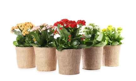 Beautiful kalanchoe flowers in pots isolated on white