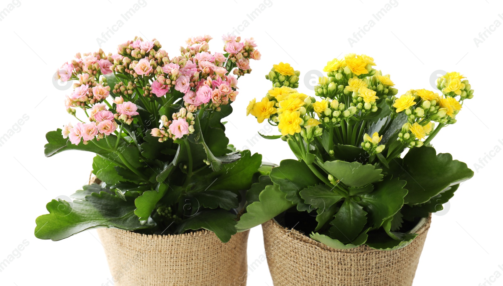 Photo of Beautiful kalanchoe flowers in pots isolated on white