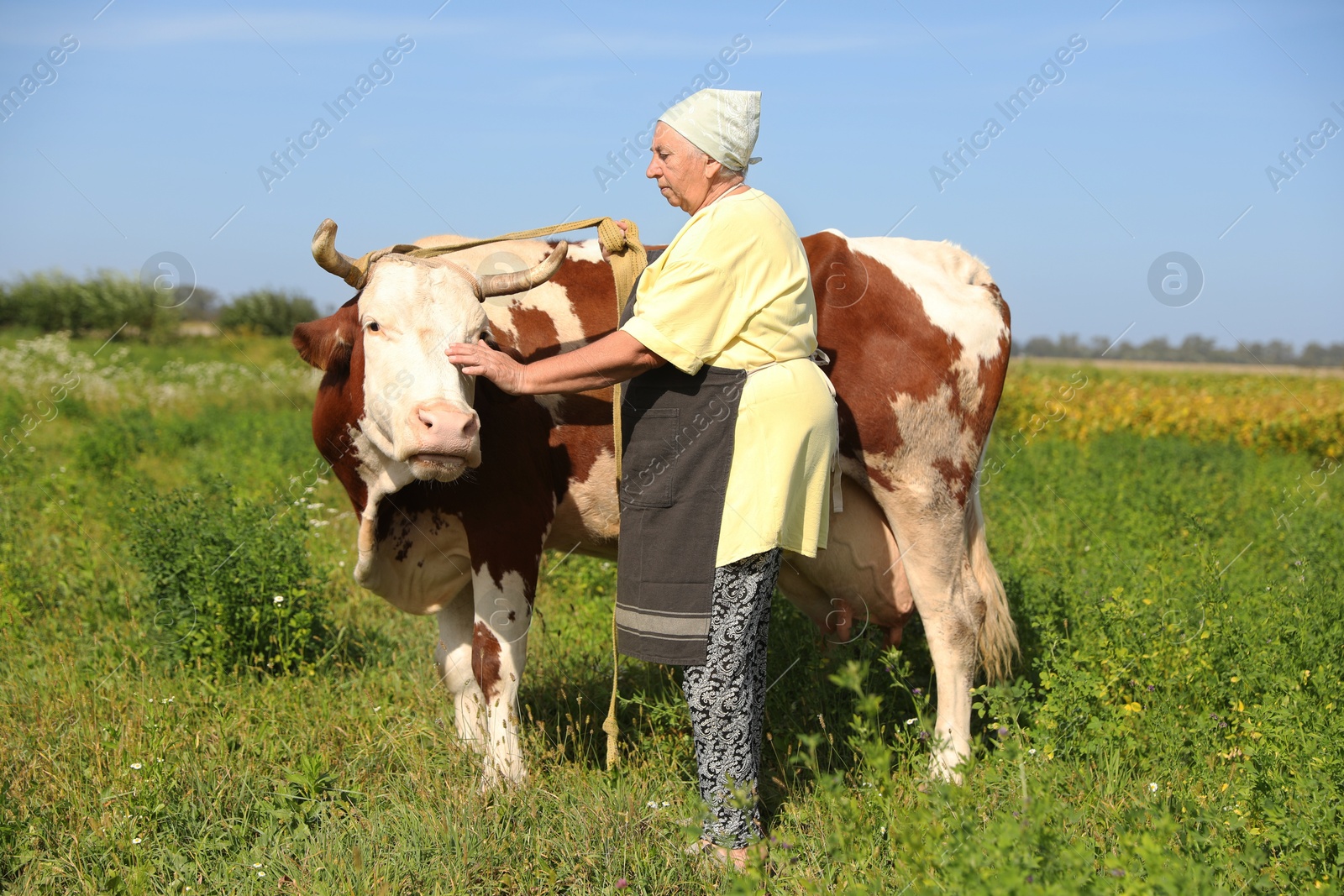 Photo of Senior woman with beautiful cow on pasture