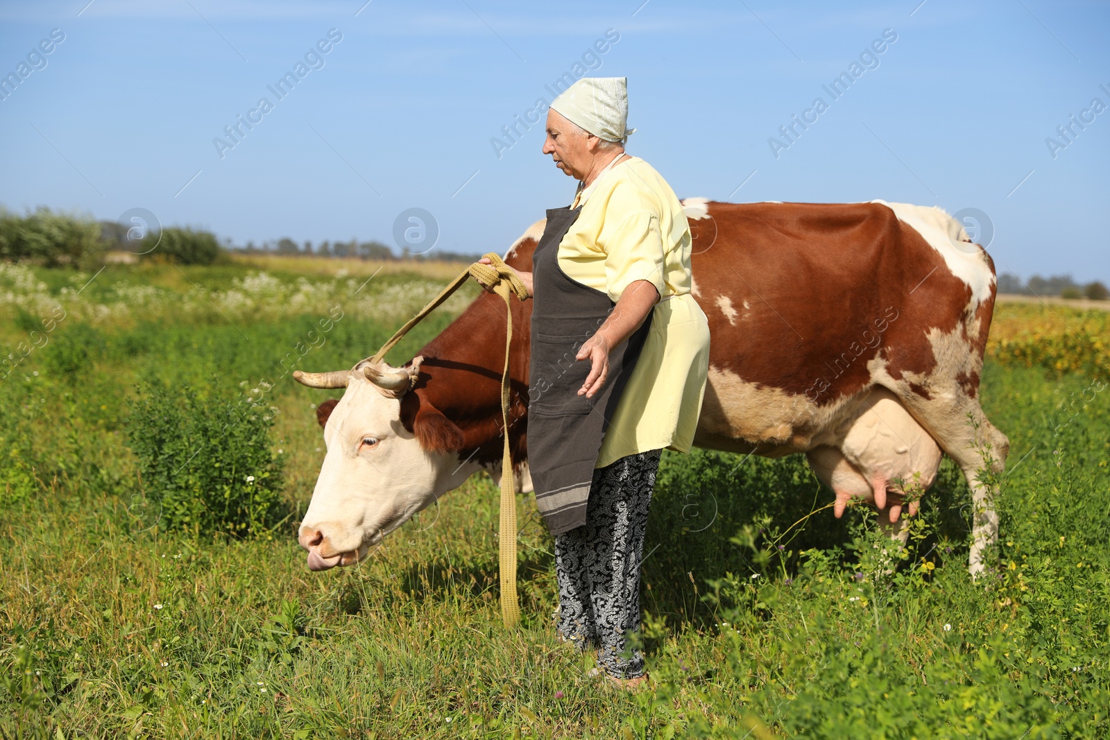 Photo of Senior woman with beautiful cow on pasture