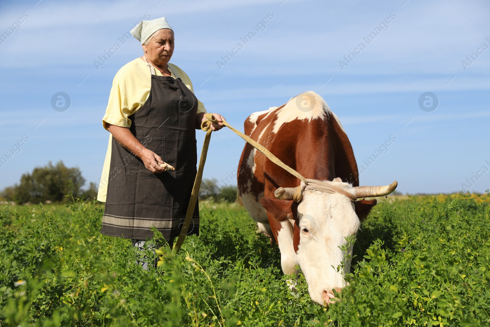 Photo of Senior woman with beautiful cow on pasture