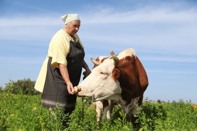 Senior woman feeding cow on green pasture