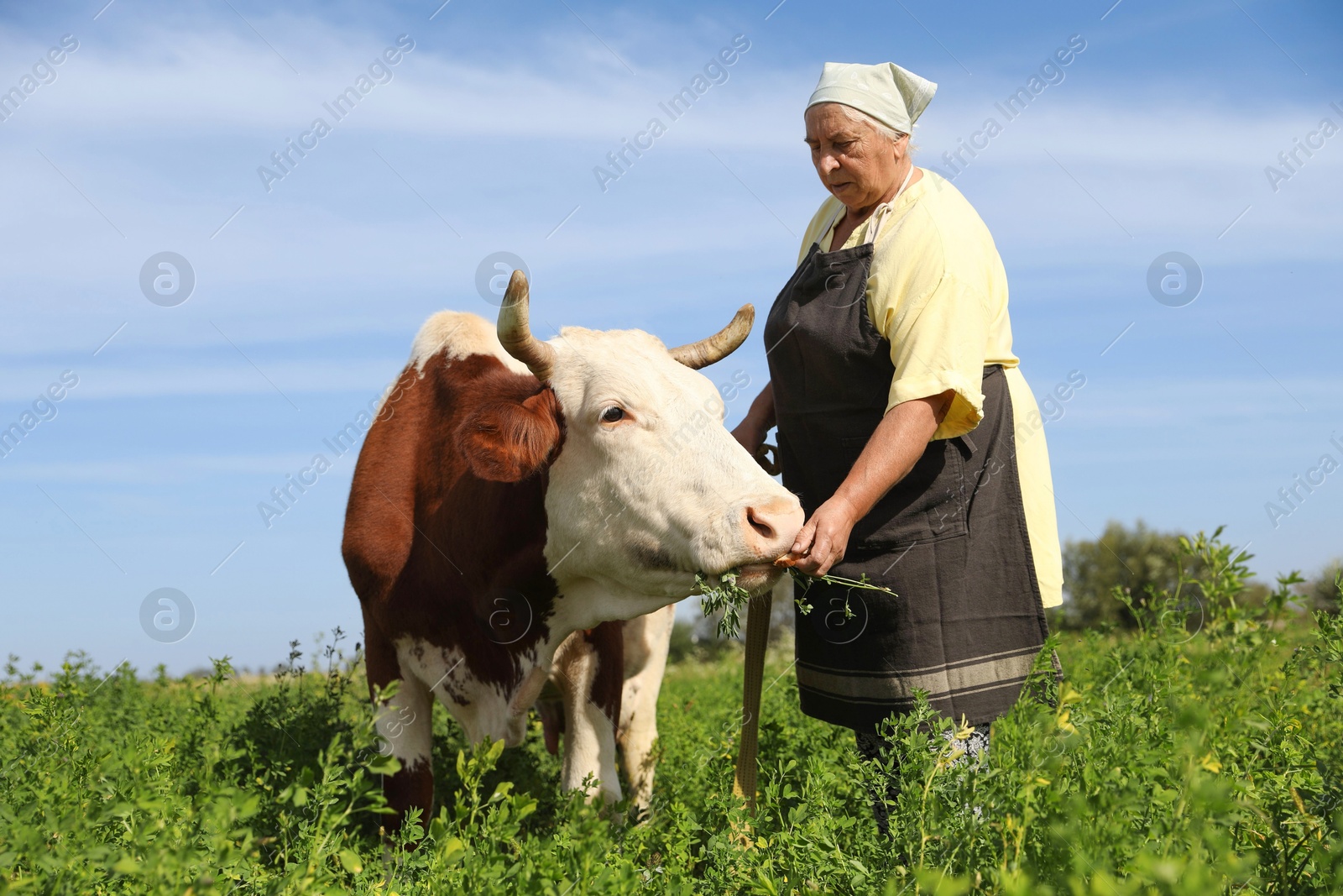 Photo of Senior woman feeding cow on green pasture