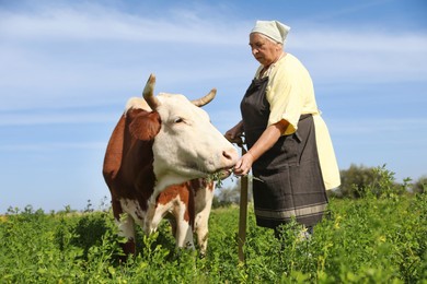 Photo of Senior woman feeding cow on green pasture