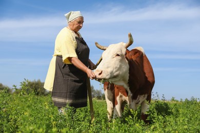 Photo of Senior woman feeding cow on green pasture