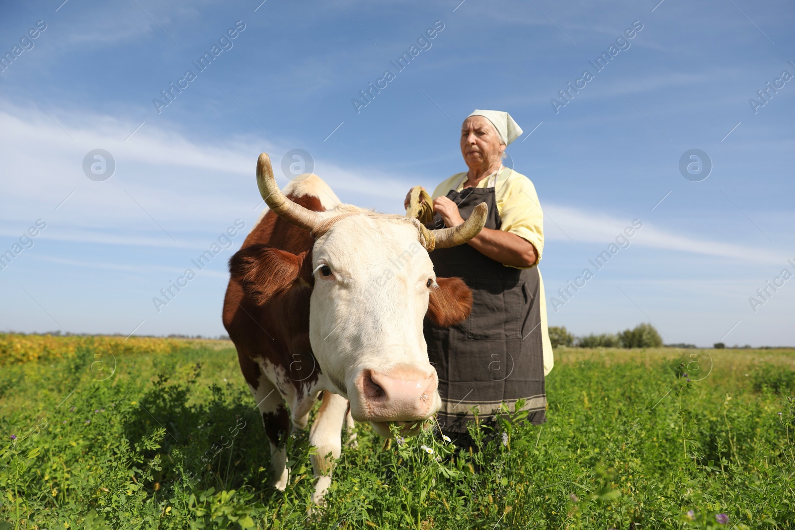 Photo of Senior woman with beautiful cow on pasture, selective focus