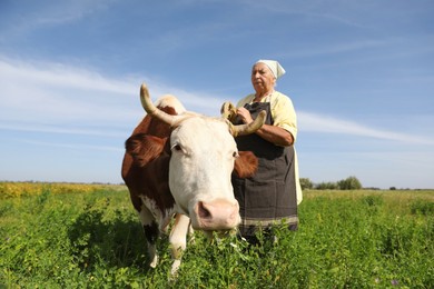 Senior woman with beautiful cow on pasture, selective focus