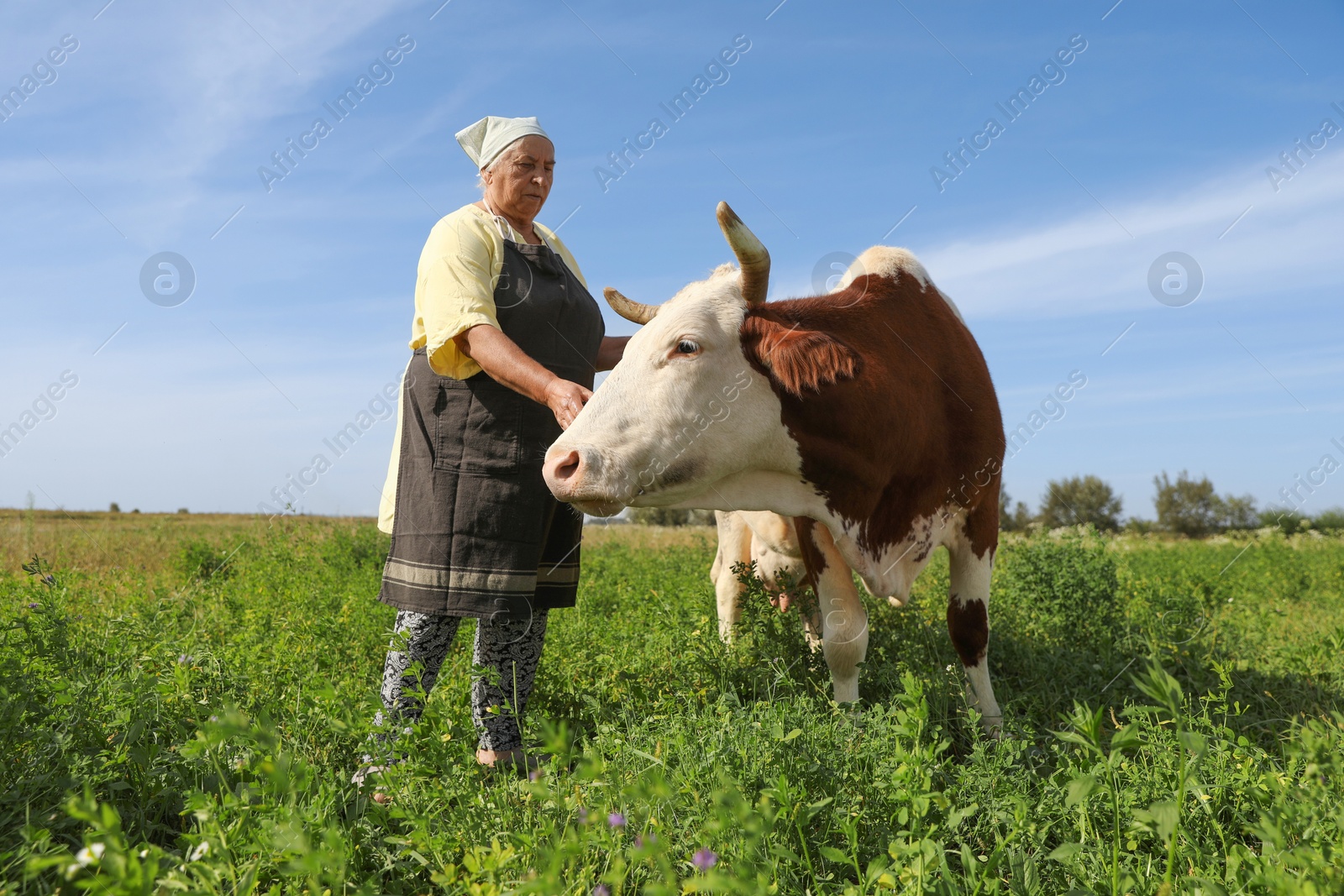 Photo of Senior woman with beautiful cow on pasture