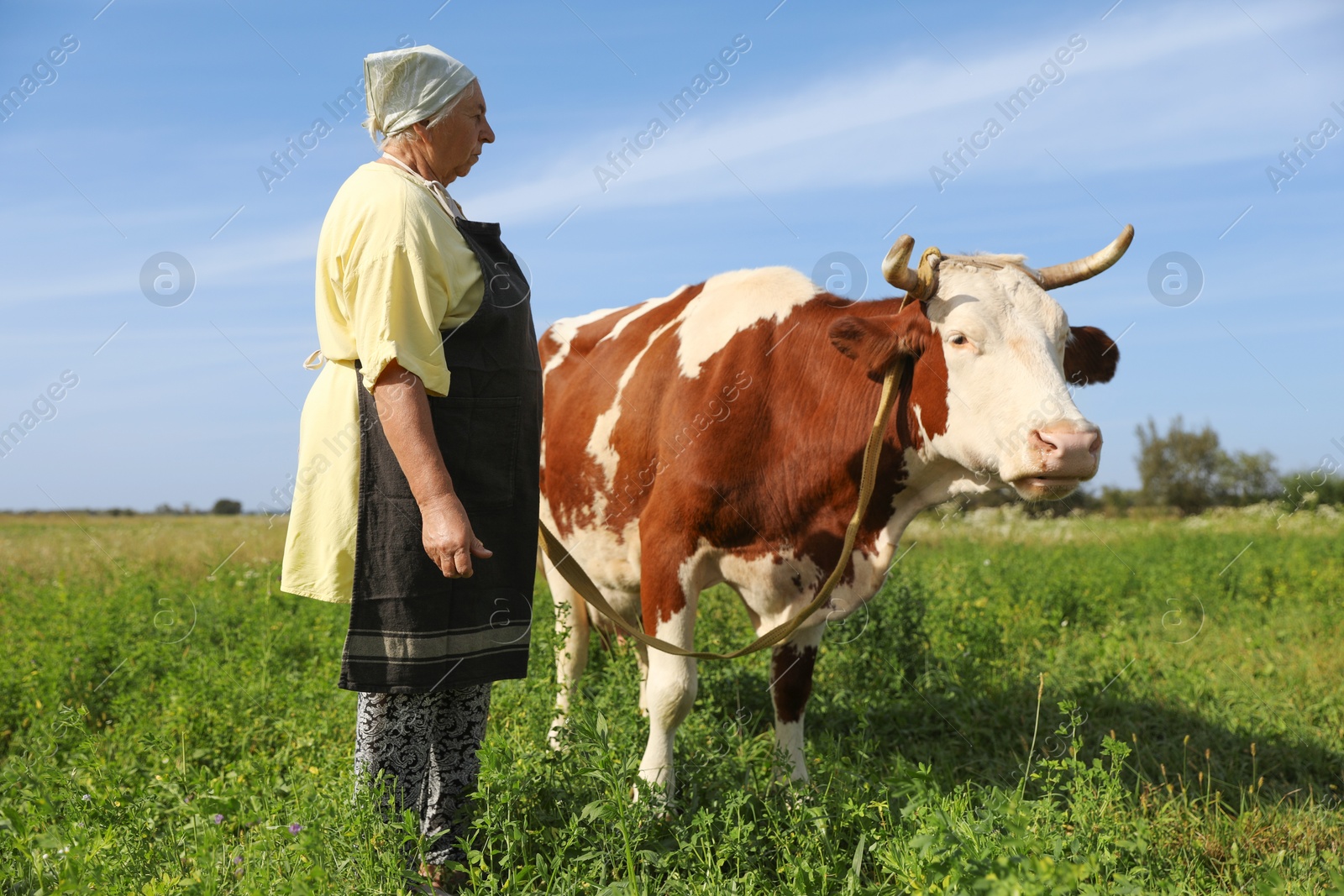 Photo of Senior woman with beautiful cow on pasture