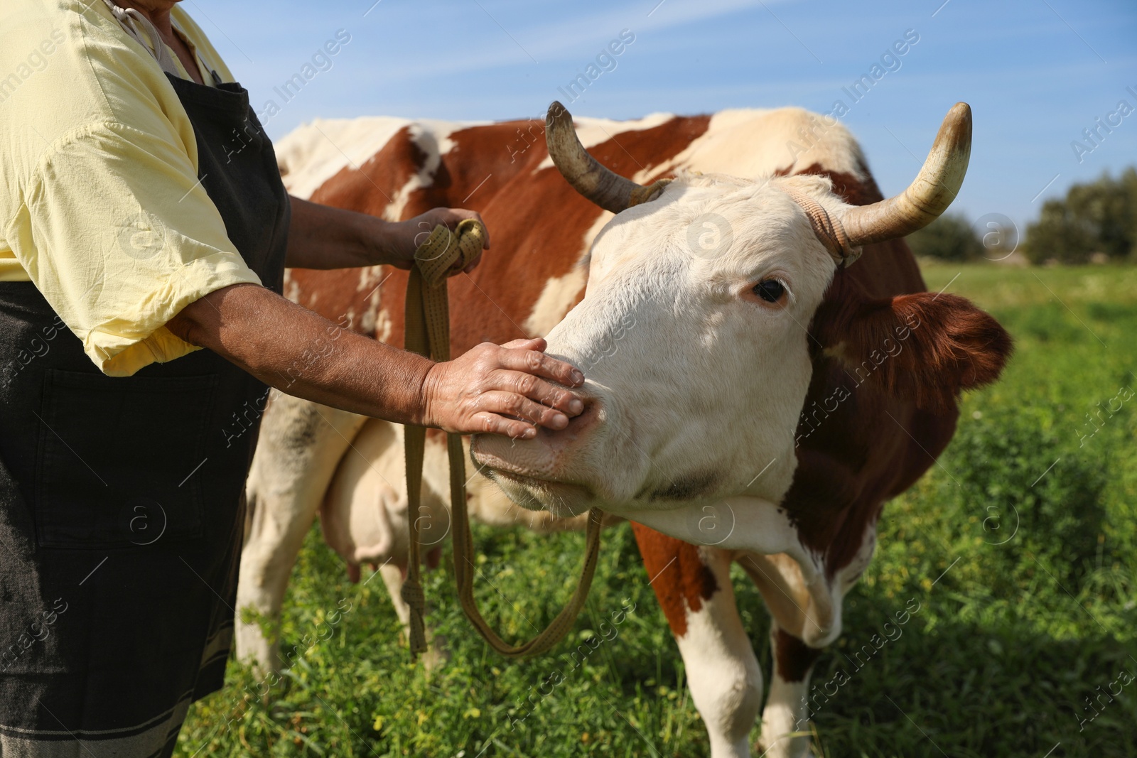 Photo of Senior woman with beautiful cow on pasture, closeup