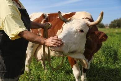 Photo of Senior woman with beautiful cow on pasture, closeup