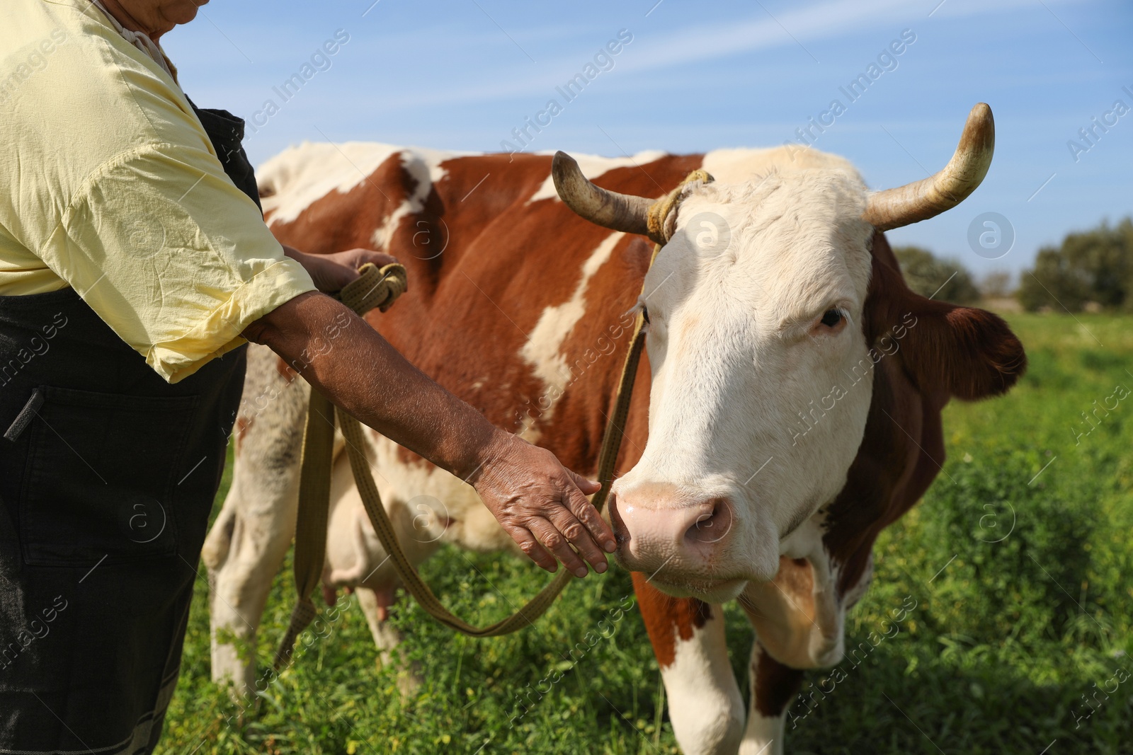 Photo of Senior woman with beautiful cow on pasture, closeup