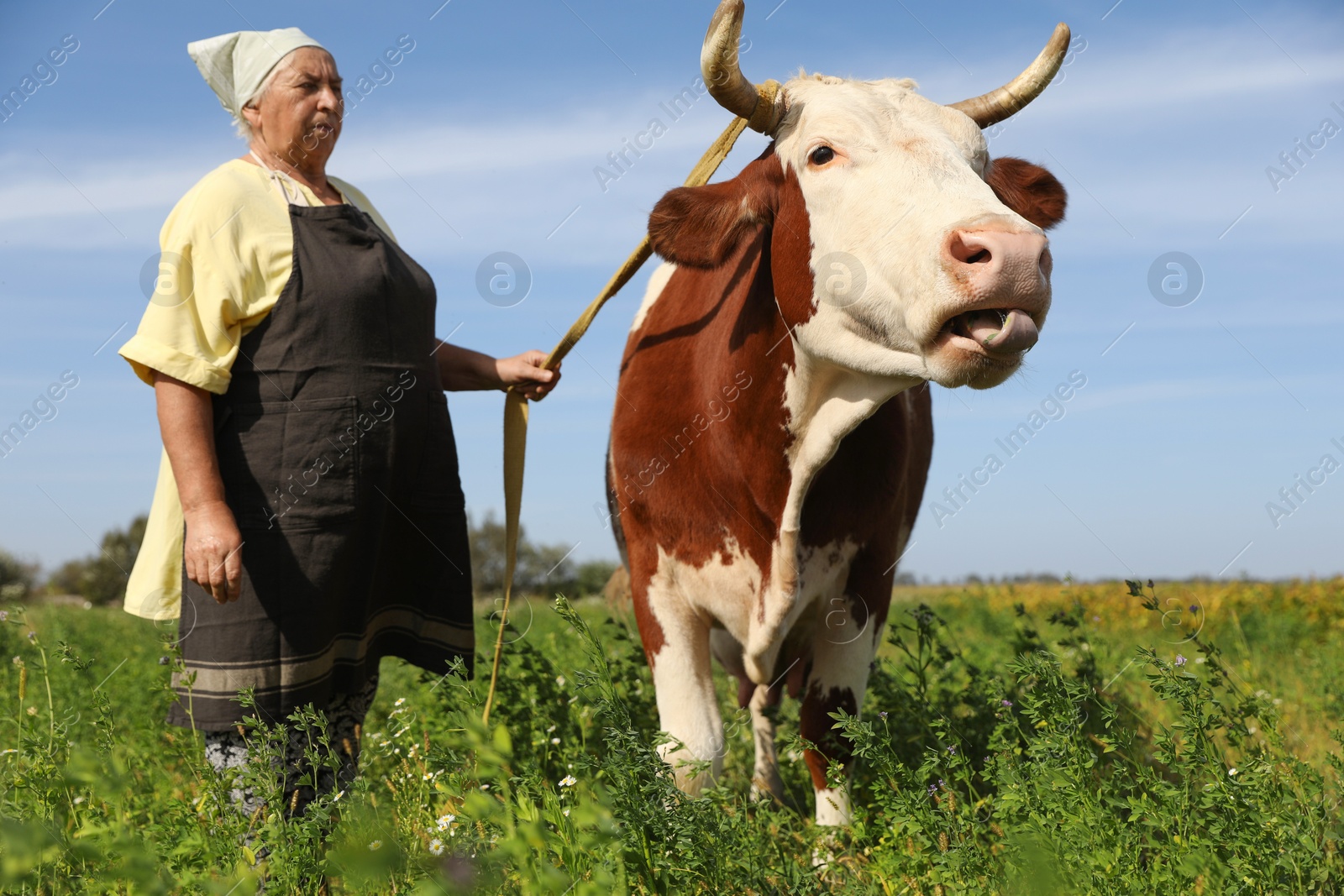 Photo of Senior woman with beautiful cow on pasture