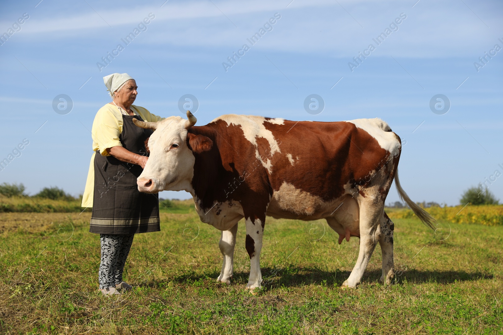 Photo of Senior woman with beautiful cow on pasture