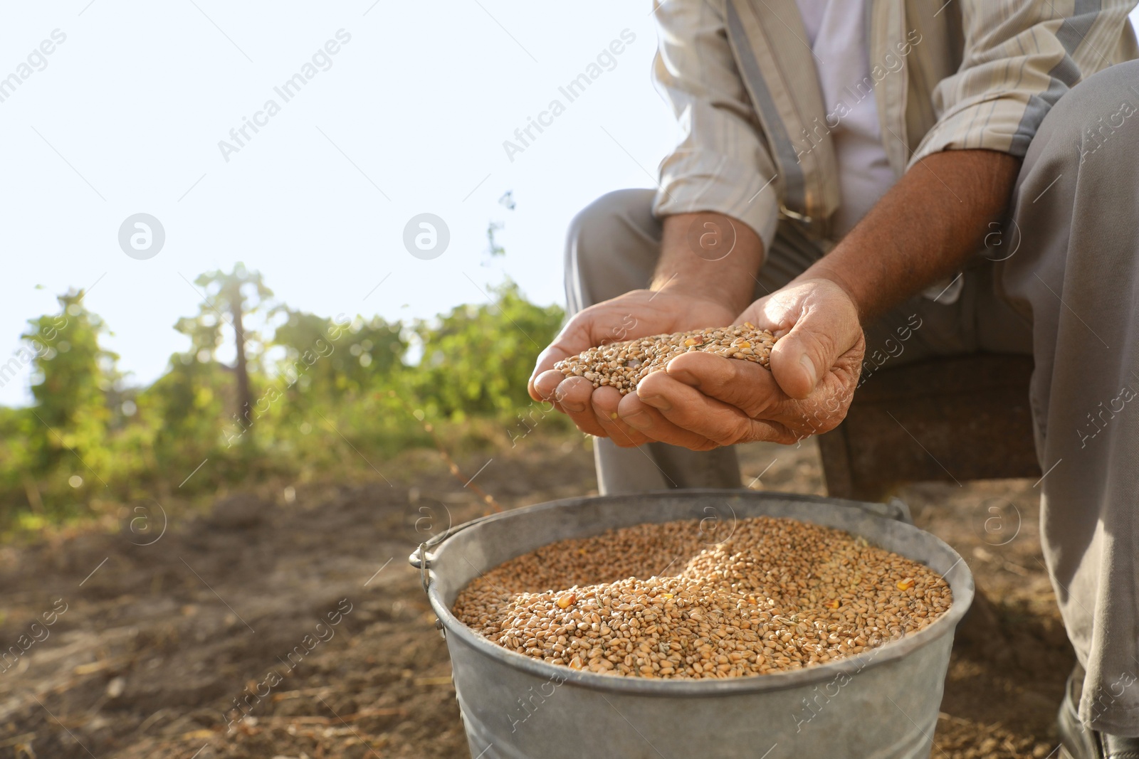 Photo of Senior man holding ripe wheat grains outdoors, closeup. Space for text