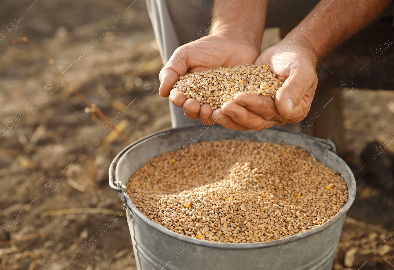 Photo of Senior man holding ripe wheat grains outdoors, closeup