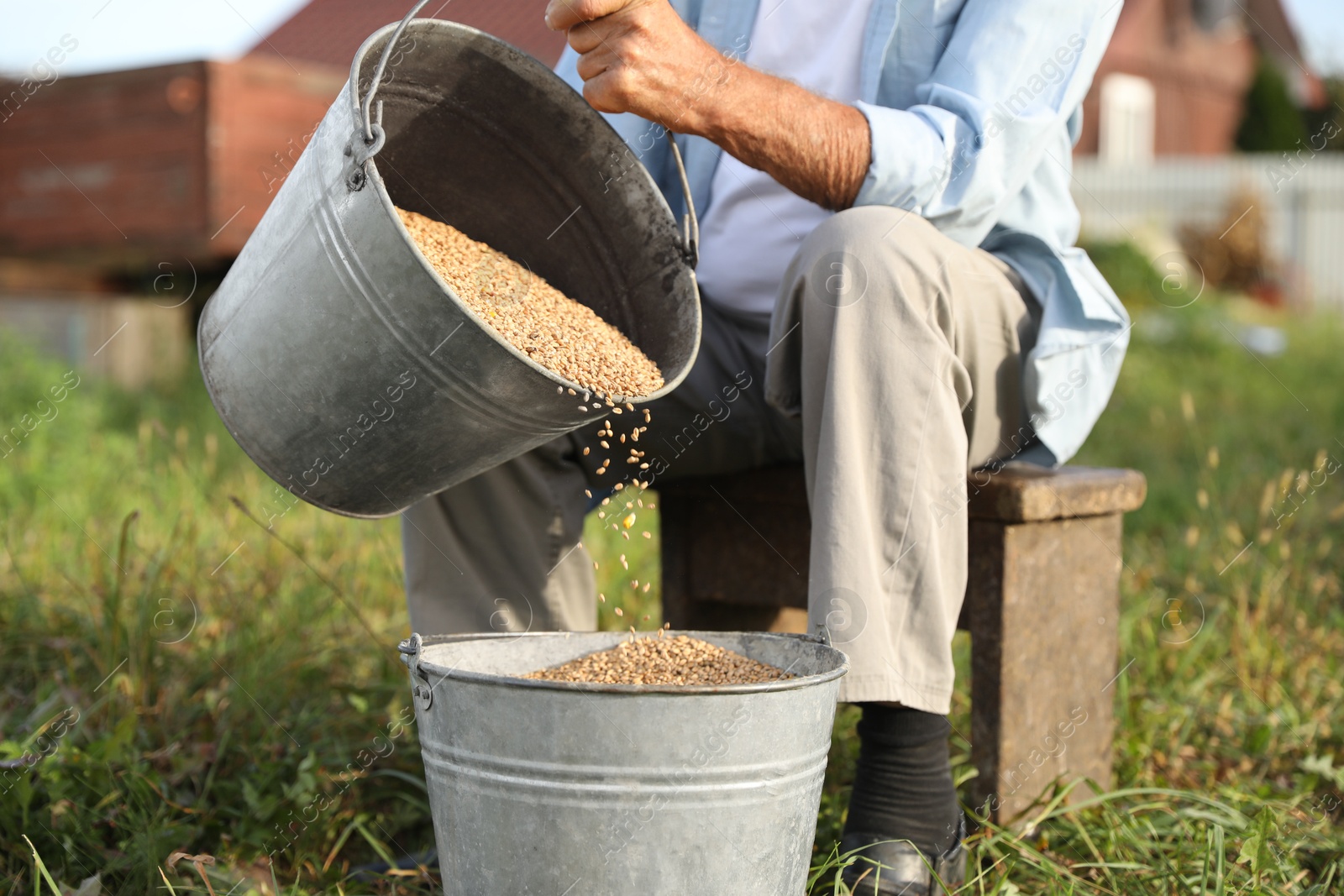 Photo of Senior man pouring wheat grains into bucket outdoors, closeup